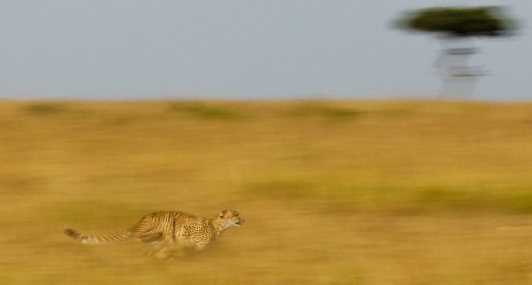 Cheetah in flight